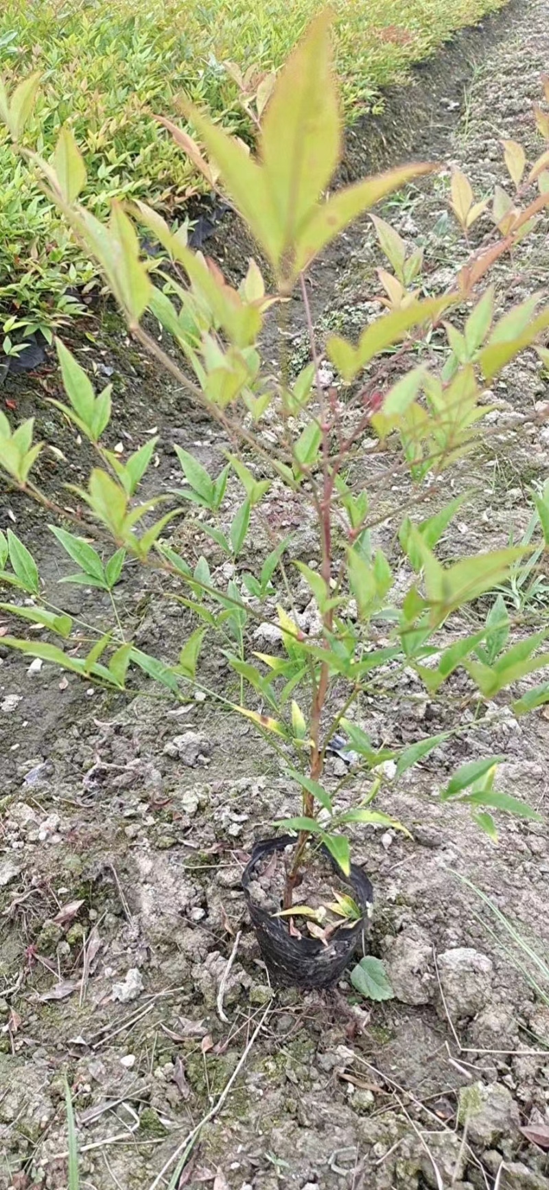 南天竹小杯南天竹大杯南天竹工程苗子幼苗基地