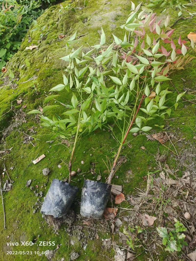 南天竹小杯南天竹大杯南天竹工程苗子幼苗基地