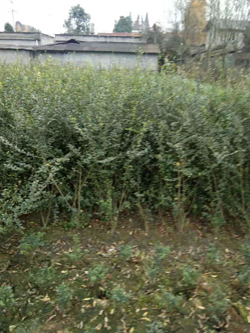 小叶女贞地苗小叶女贞笼子小叶女贞杯苗造型苗出售