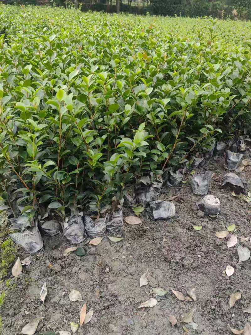 茶梅16杯茶梅小杯茶梅地苗出售茶梅基地发货