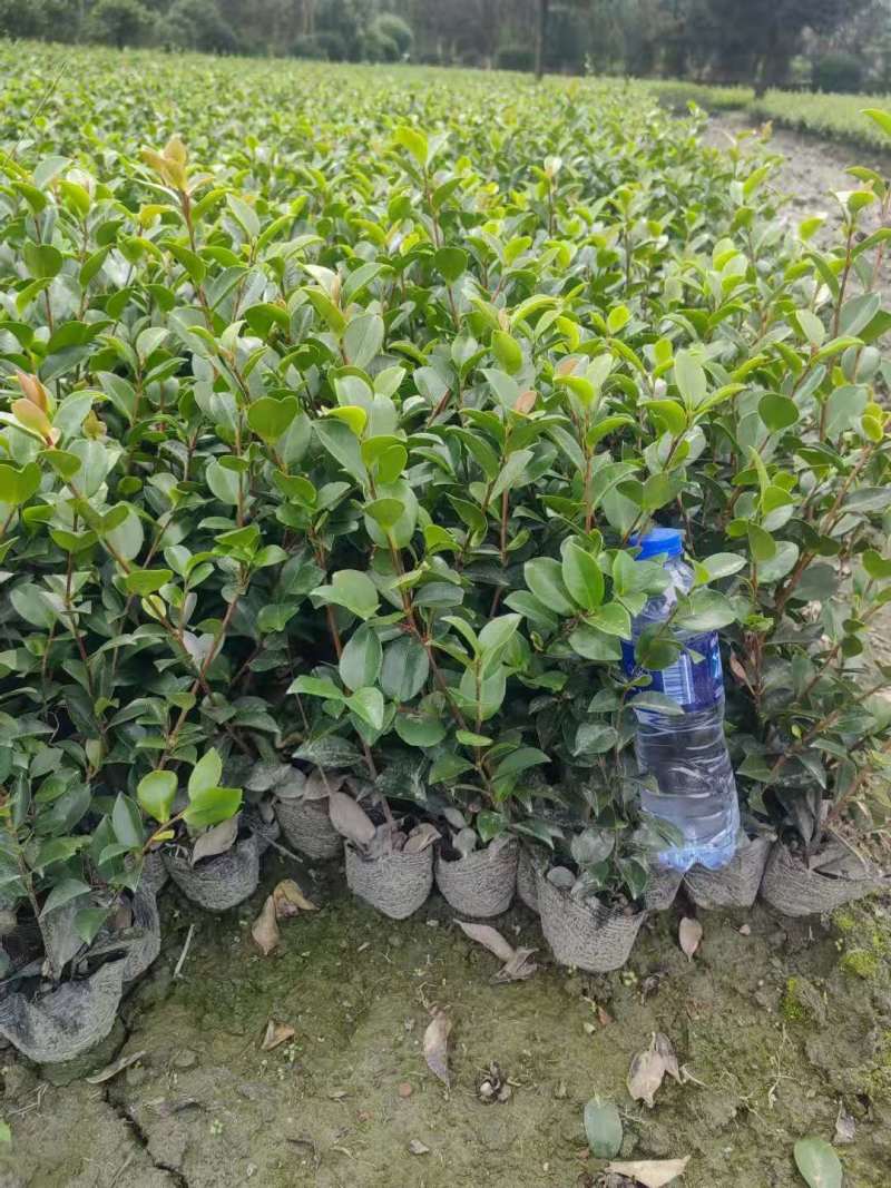 茶梅16杯茶梅小杯茶梅地苗出售茶梅基地发货