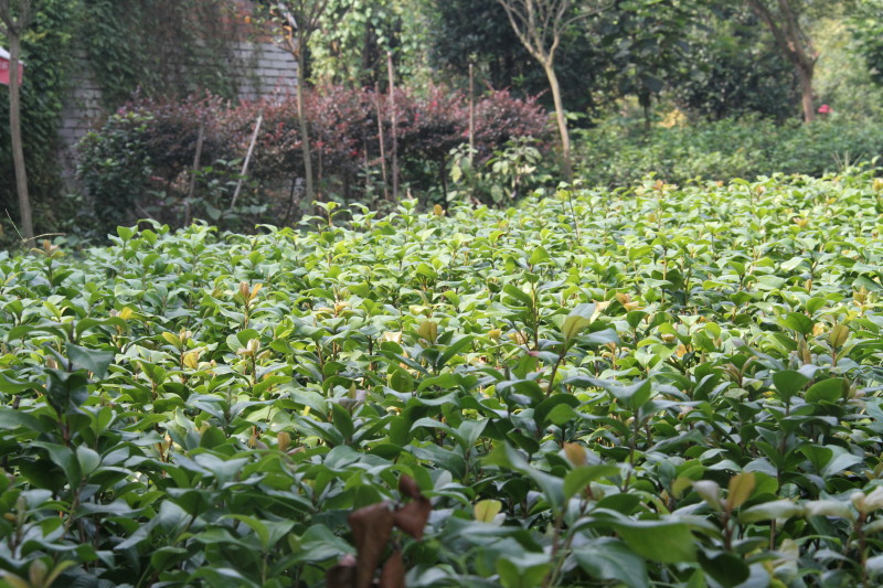 茶梅16杯茶梅小杯茶梅地苗出售茶梅基地发货