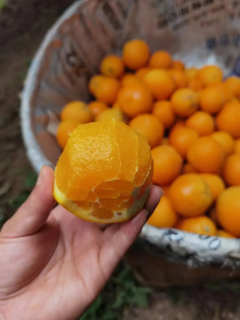 伦晚脐橙湖北脐橙汁多化渣产地直发全国发货可视频