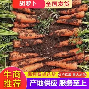 【推荐】商丘三红胡萝卜，大量供应超市市场电商！保证质量！