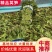 莴笋红叶莴笋无空心一手货源产地供应质量保证诚信经营