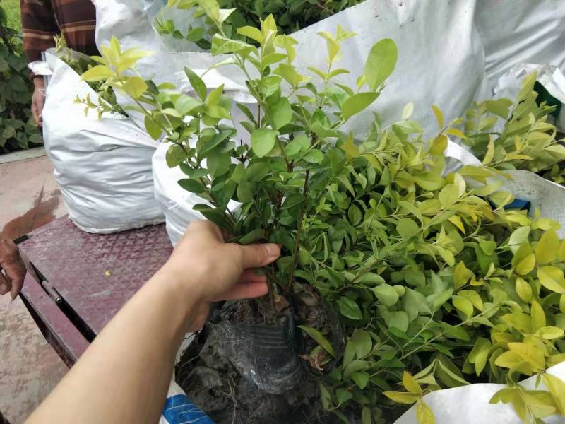 金叶女贞地苗金叶女贞杯苗（大杯小杯）以及球苗出售