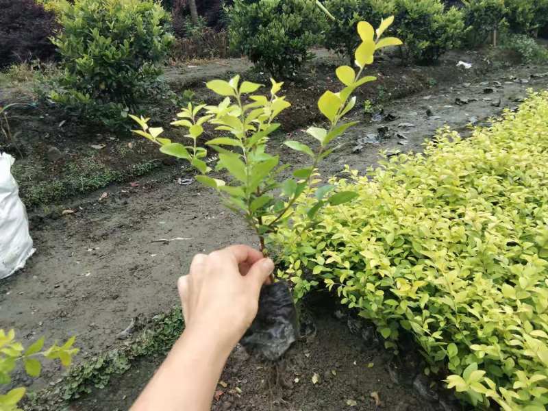 金叶女贞地苗金叶女贞杯苗（大杯小杯）以及球苗出售