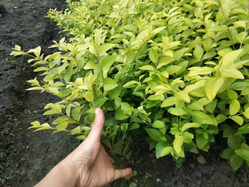 金叶女贞地苗金叶女贞杯苗（大杯小杯）以及球苗出售