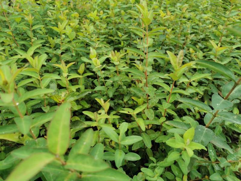 金丝桃工程苗金丝桃小杯大杯金丝桃批发基地