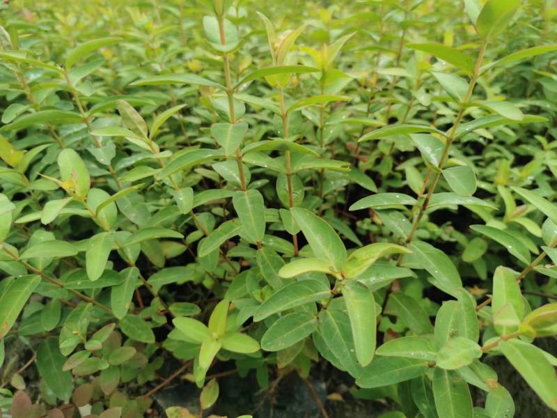 金丝桃工程苗金丝桃小杯大杯金丝桃批发基地