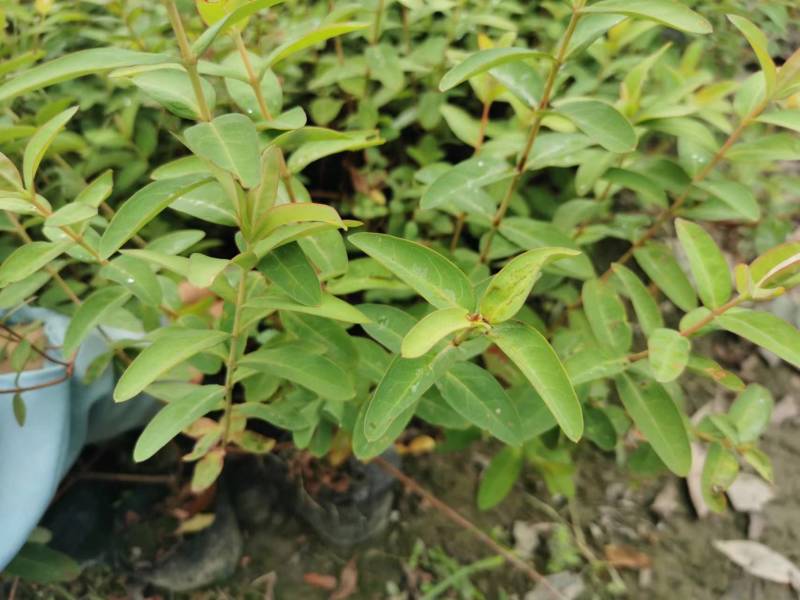 金丝桃工程苗金丝桃小杯大杯金丝桃批发基地