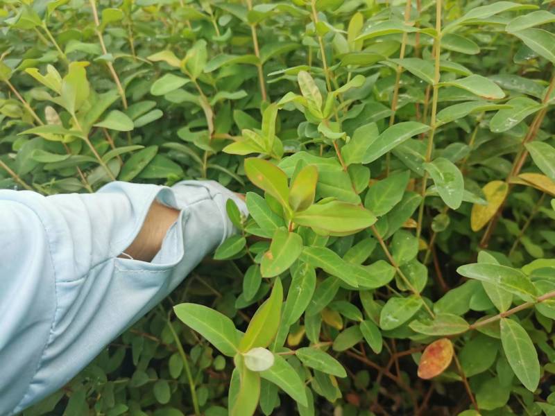 金丝桃工程苗金丝桃小杯大杯金丝桃批发基地