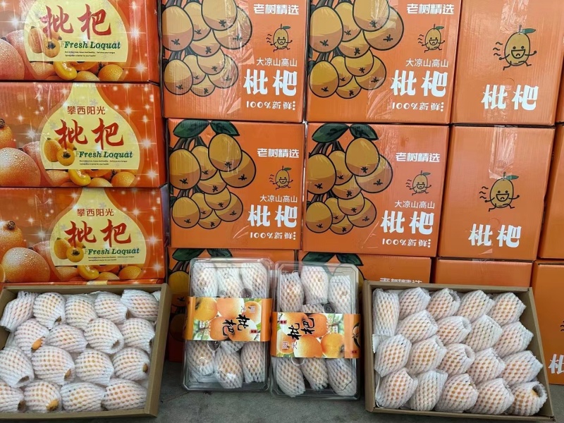 【荐】枇杷大凉山米易早钟大五星电商物流整车一件代发团购批