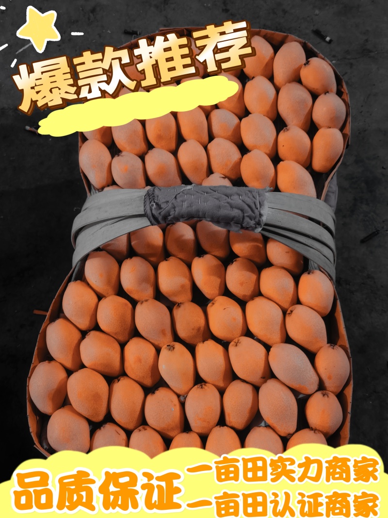 【荐】枇杷大凉山米易早钟大五星电商物流整车一件代发团购批