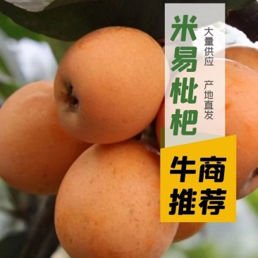 【荐】枇杷大凉山米易早钟大五星电商物流整车一件代发团购批