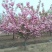 日本樱花树苗木庭院南北方种植盆栽绿化风景耐寒苗花卉早晚樱