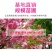日本樱花树苗木庭院南北方种植盆栽绿化风景耐寒苗花卉早晚樱