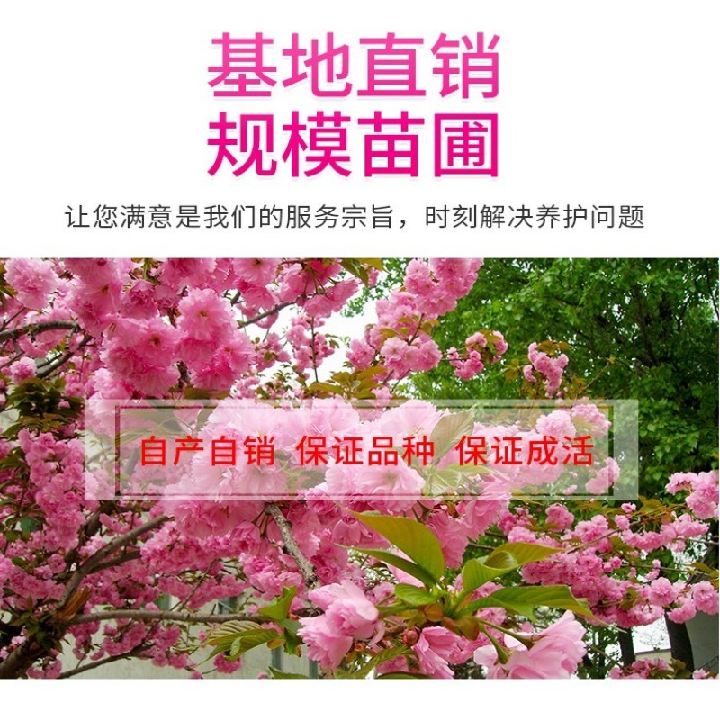 日本樱花树苗木庭院南北方种植盆栽绿化风景耐寒苗花卉早晚樱