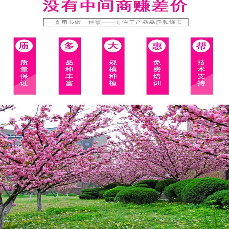 日本樱花树苗木庭院南北方种植盆栽绿化风景耐寒苗花卉早晚樱