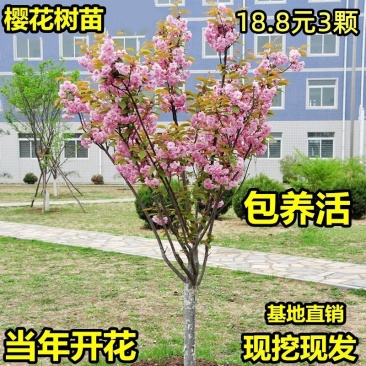 日本樱花树苗木庭院南北方种植盆栽绿化风景耐寒苗花卉早晚樱
