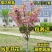 日本樱花树苗木庭院南北方种植盆栽绿化风景耐寒苗花卉早晚樱