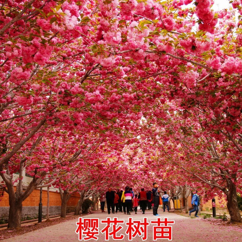 日本樱花树苗木庭院南北方种植盆栽绿化风景耐寒苗花卉早晚樱