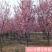 日本樱花树苗木庭院南北方种植盆栽绿化风景耐寒苗花卉早晚樱