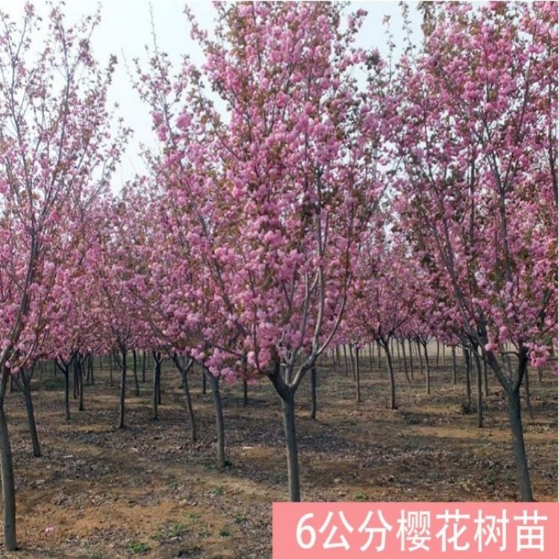 日本樱花树苗木庭院南北方种植盆栽绿化风景耐寒苗花卉早晚樱