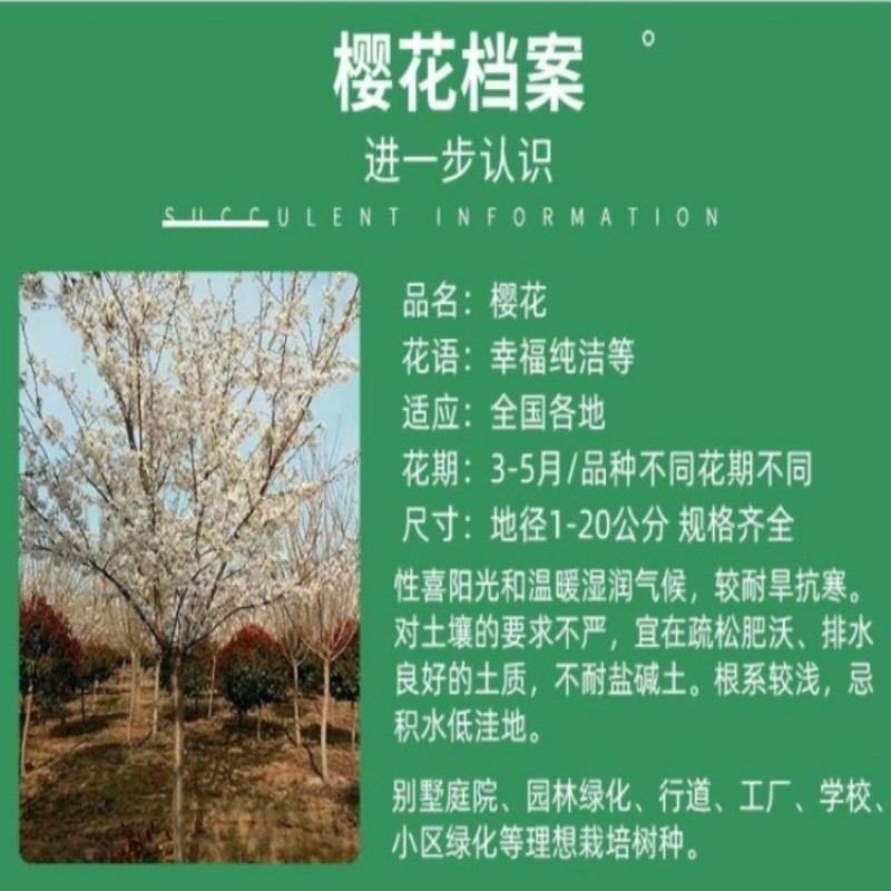 日本樱花树苗木庭院南北方种植盆栽绿化风景耐寒苗花卉早晚樱