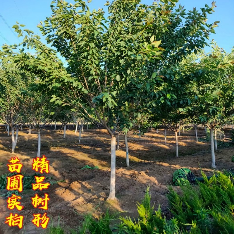 日本樱花树苗木庭院南北方种植盆栽绿化风景耐寒苗花卉早晚樱