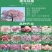 日本樱花树苗木庭院南北方种植盆栽绿化风景耐寒苗花卉早晚樱