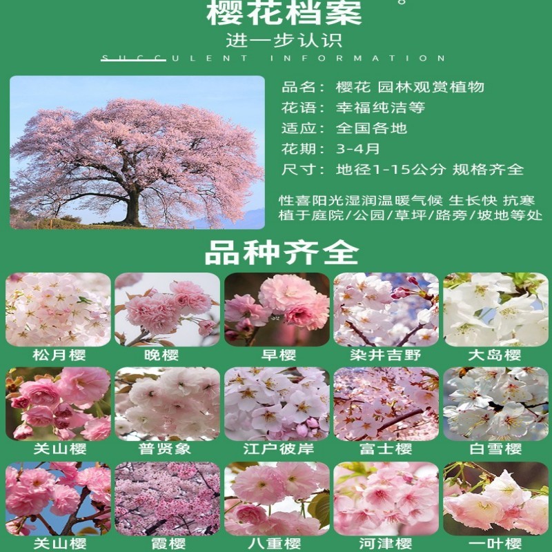 日本樱花树苗木庭院南北方种植盆栽绿化风景耐寒苗花卉早晚樱