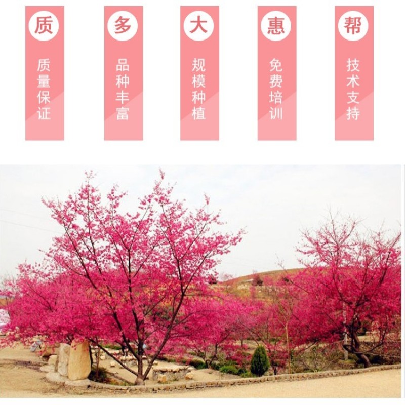 日本樱花树苗木庭院南北方种植盆栽绿化风景耐寒苗花卉早晚樱