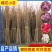 日本樱花树苗木庭院南北方种植盆栽绿化风景耐寒苗花卉早晚樱
