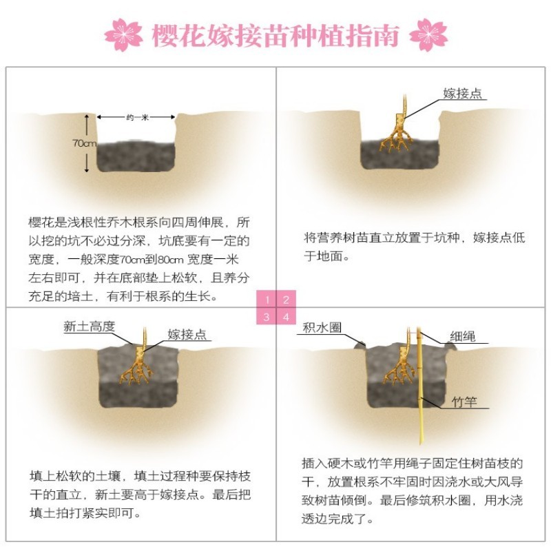 日本樱花树苗木庭院南北方种植盆栽绿化风景耐寒苗花卉早晚樱