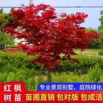 日本红枫树苗枫树红舞姬盆栽美国中国三季红风景树庭院植物