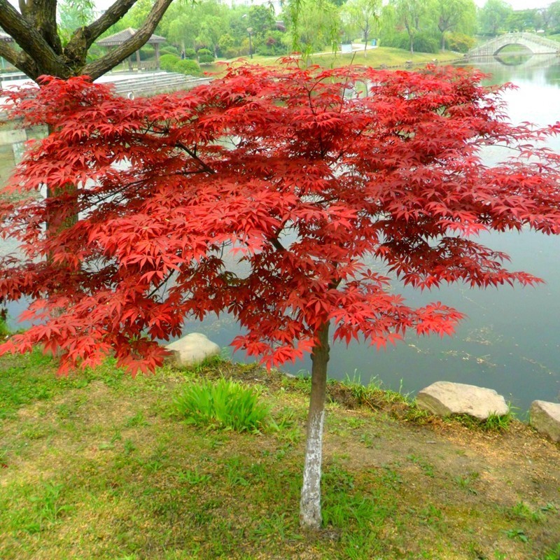 日本红枫树苗枫树红舞姬盆栽美国中国三季红风景树庭院植物