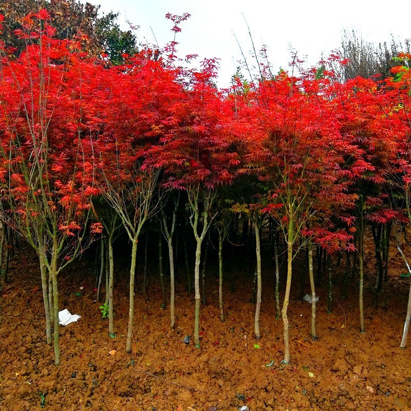 日本红枫树苗枫树红舞姬盆栽美国中国三季红风景树庭院植物