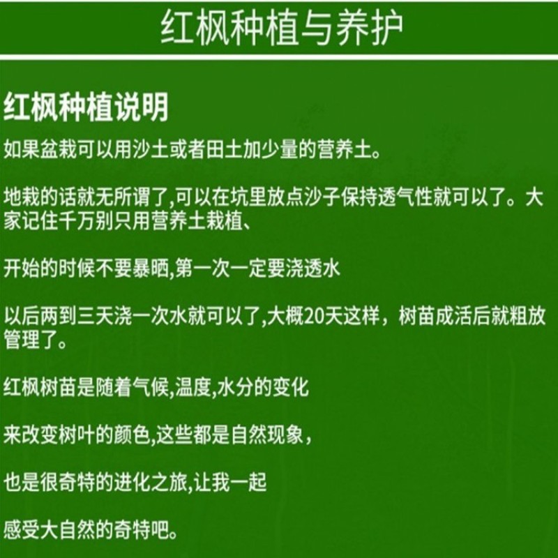 日本红枫树苗枫树红舞姬盆栽美国中国三季红风景树庭院植物