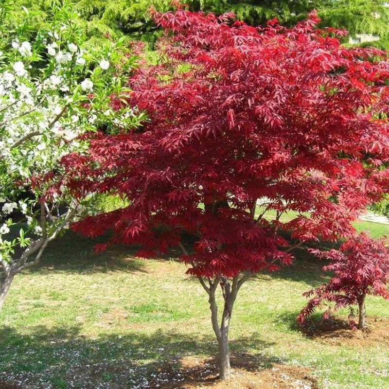 日本红枫树苗枫树红舞姬盆栽美国中国三季红风景树庭院植物