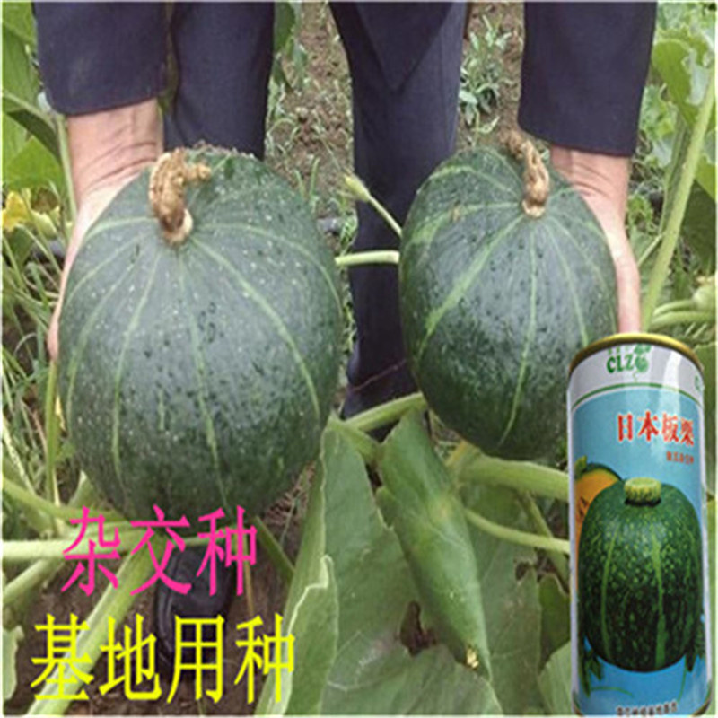 板栗南瓜种子日本板栗南瓜种子香甜软糯短蔓绿贝贝南瓜种干面