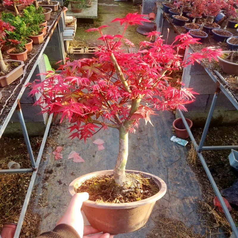 日本红枫树苗枫树红舞姬盆栽美国中国三季红风景树庭院植物