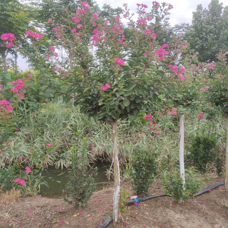 紫薇花耐热盆栽老桩四季好养花卉植物阳台庭院绿植百日红树苗