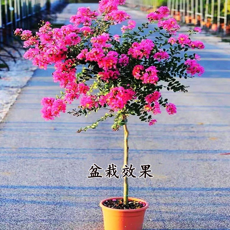 紫薇花耐热盆栽老桩四季好养花卉植物阳台庭院绿植百日红树苗