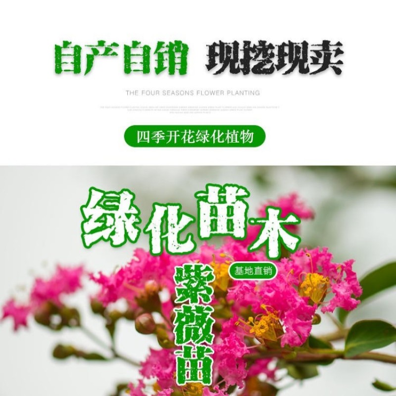 紫薇花耐热盆栽老桩四季好养花卉植物阳台庭院绿植百日红树苗