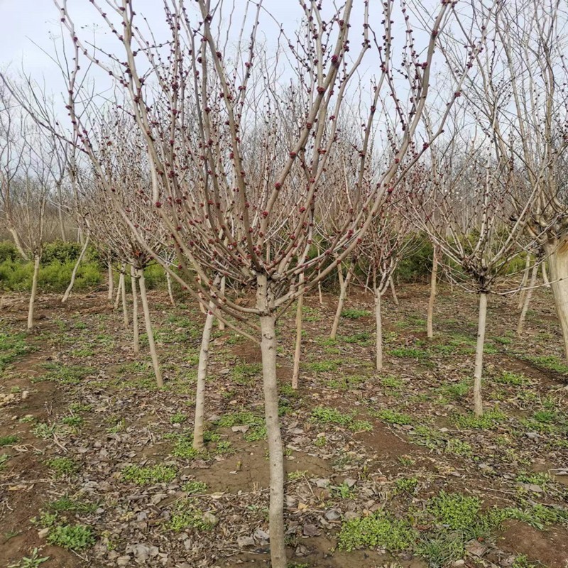 紫荆花树苗四季室外庭院开花紫荆树苗耐寒绿化工程苗南北方种