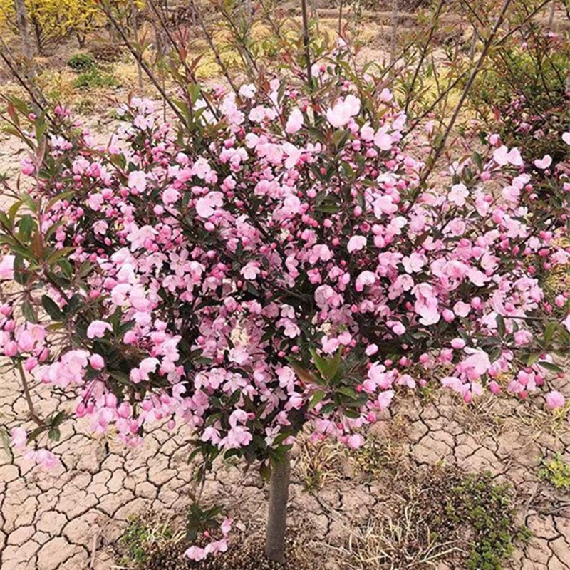 海棠树苗庭院地栽高杆西府海棠垂丝海棠花耐寒植物花北美海棠