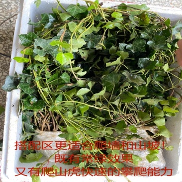 常春藤苗爬藤植物围墙耐寒庭院阳台攀援花卉四季长青不落叶