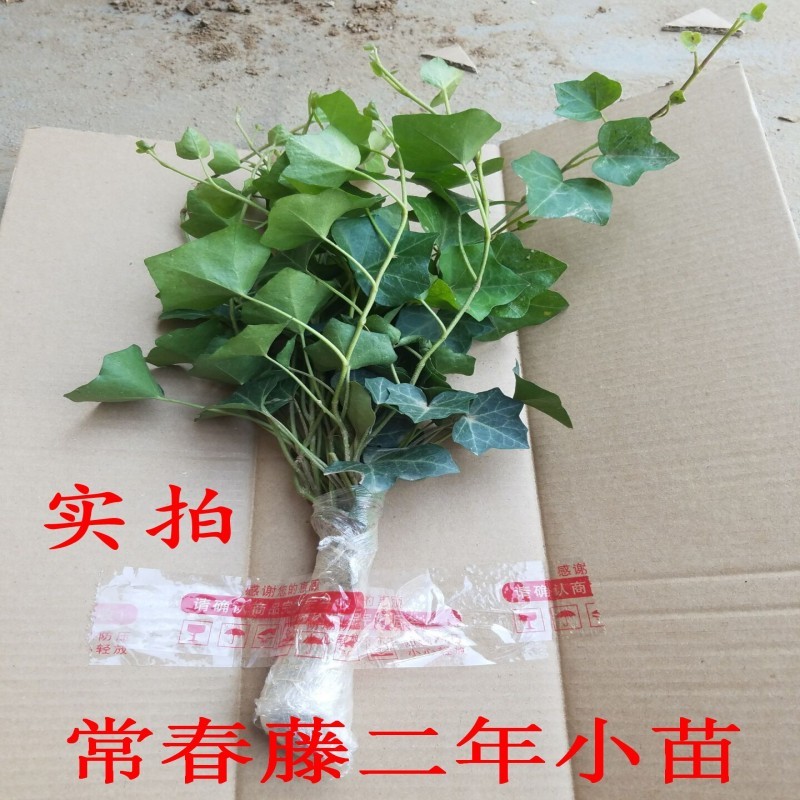 常春藤苗爬藤植物围墙耐寒庭院阳台攀援花卉四季长青不落叶