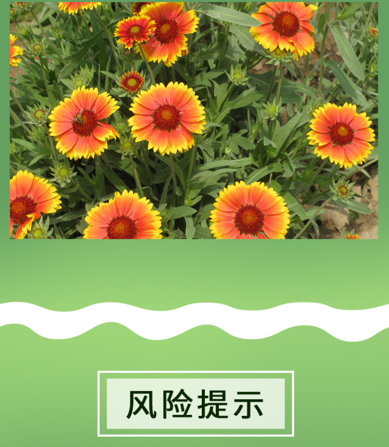 天人菊种子秋播草花种子耐寒多年生虎皮菊种子园林景观绿化花